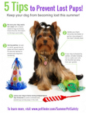 5 Tips To Prevent Lost Pups